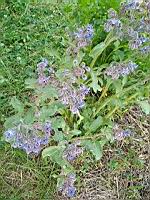 Bourrache officinale - Borago officinalis (1)